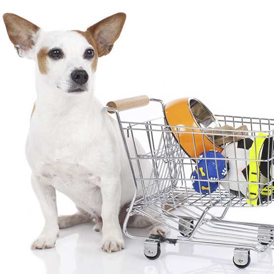 Знижка 50 грн при купівлі товарів від мережі магазинів зоотоварів «Коала»